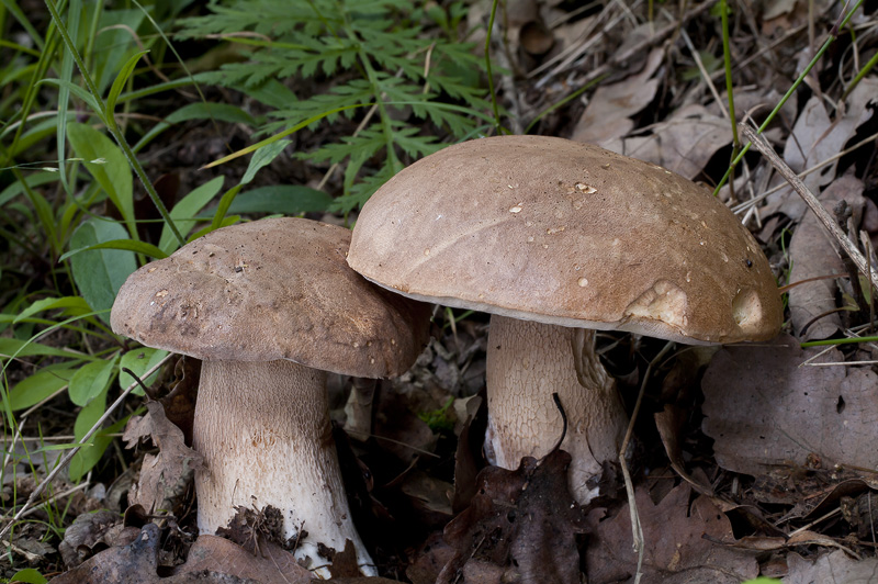 Boletus reticulatus